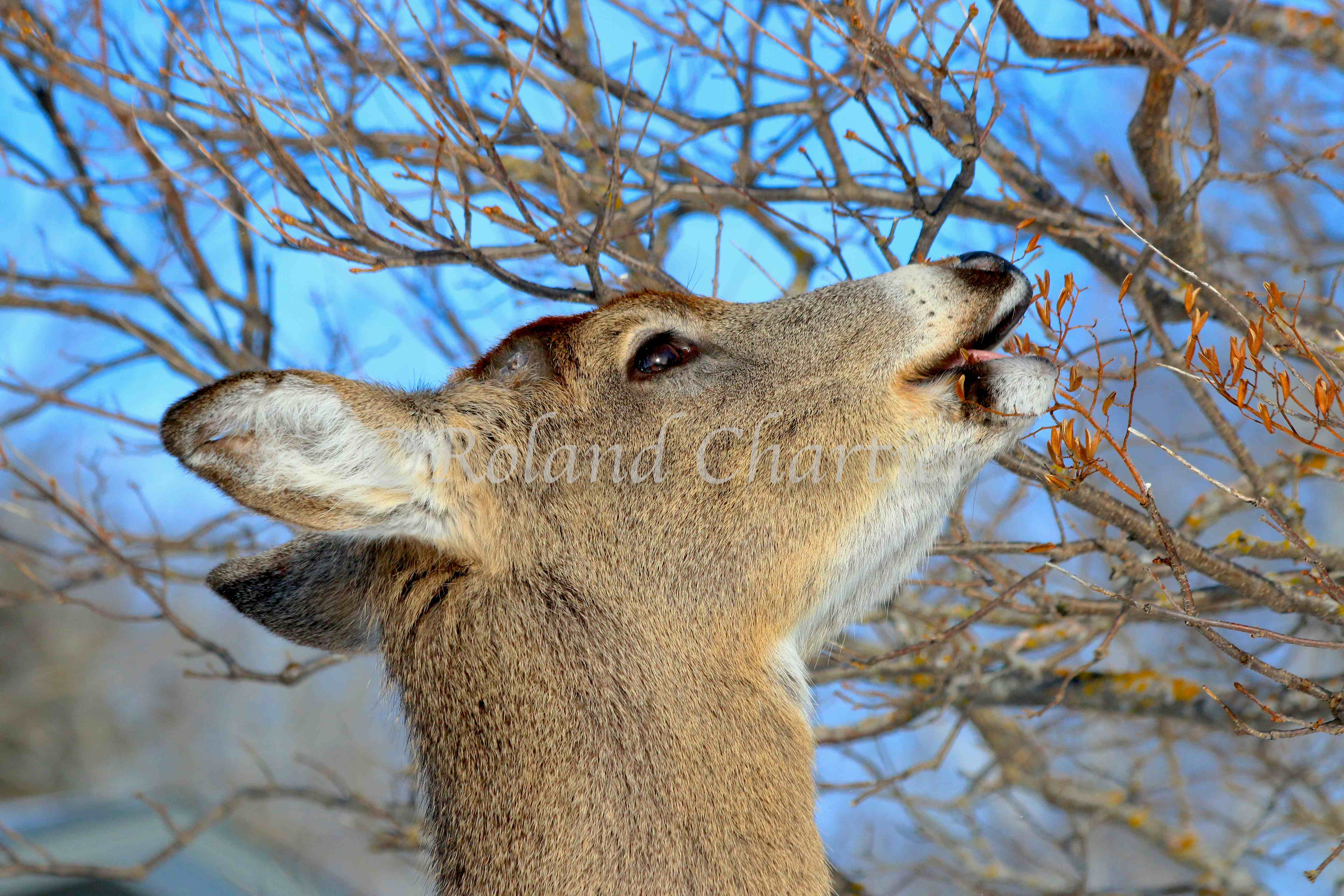 Young deer eating from a naked branch.